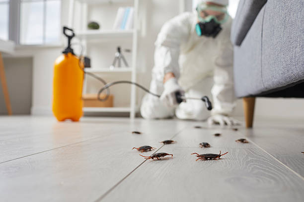 Affordable Termite Control solutions in Amherst, VA
